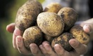 Картофелеводы Казахстана идут штурмом на узбекский и российский рынки