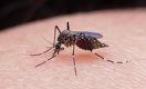 Staying on Track to End Malaria