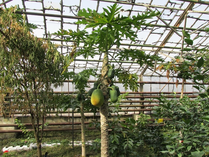 Пальма папайи.
