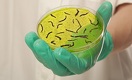 A Bangladeshi Prescription for Cholera