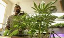 Marijuana Industry Projected To Create More Jobs Than Manufacturing By 2020