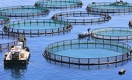 Как в Казахстане тормозят развитие рыбной отрасли в пользу России