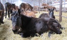 Как производить казахский кумыс по немецкой технологии