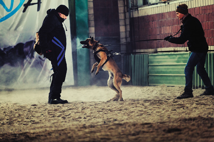 Кинологический центр Working Dog DNA