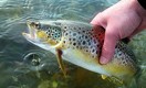 Как под Карагандой выращивают форель в 30-градусный мороз
