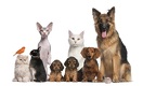 Amazon Says Pet Translators Are Coming Soon