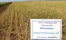 Казахстанская пшеница упала в цене накануне жатвы