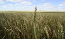 Что ждет производителей зерна в этом году: убытки или прибыль?
