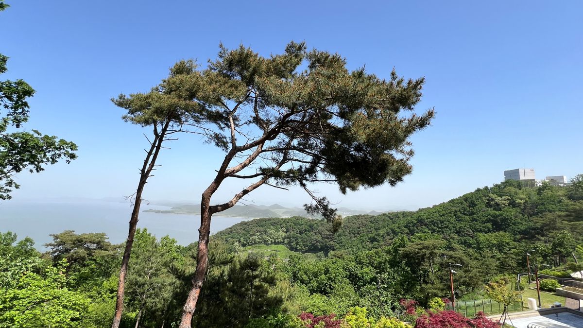 DMZ Северная Южная Корея сосна река зелень