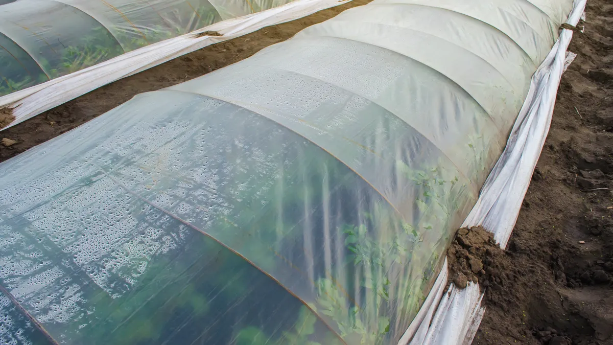 greenhouse effect