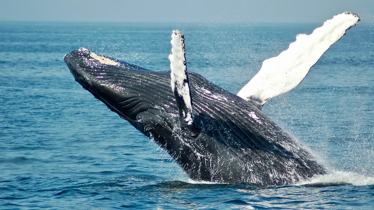 whale ocean