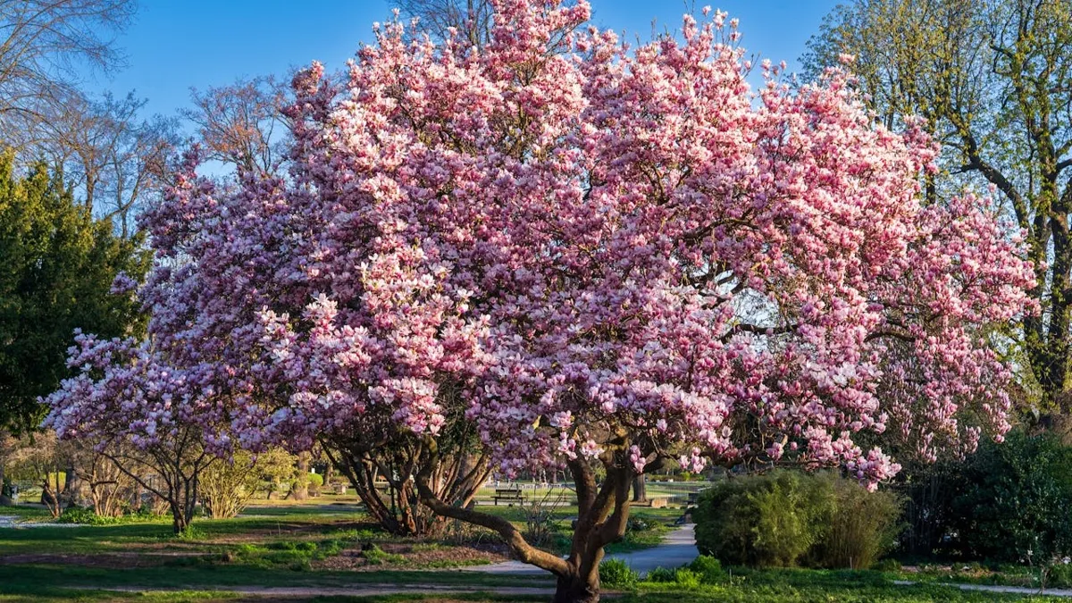 дерево отдых парк