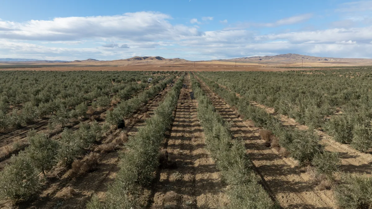 Global Olive Corporation