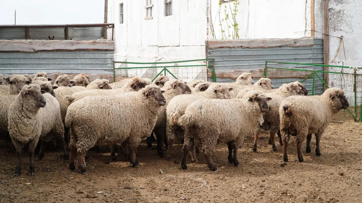 Животноводческий кластер в Акмолинской области