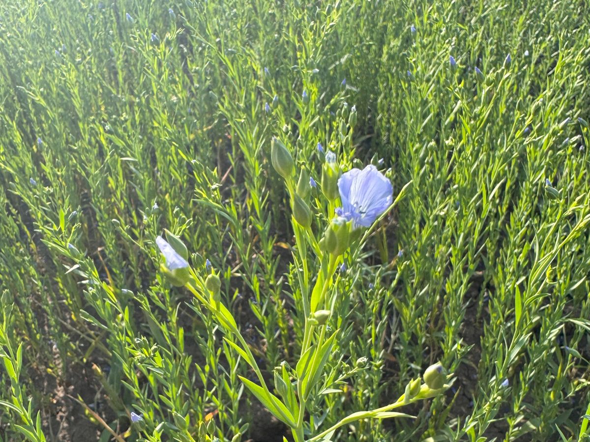 Verum Agro