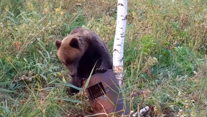 Медведь с бочкой в лесу