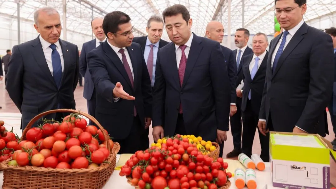 Тепличный комплекс по выращиванию томатов, Шымкент