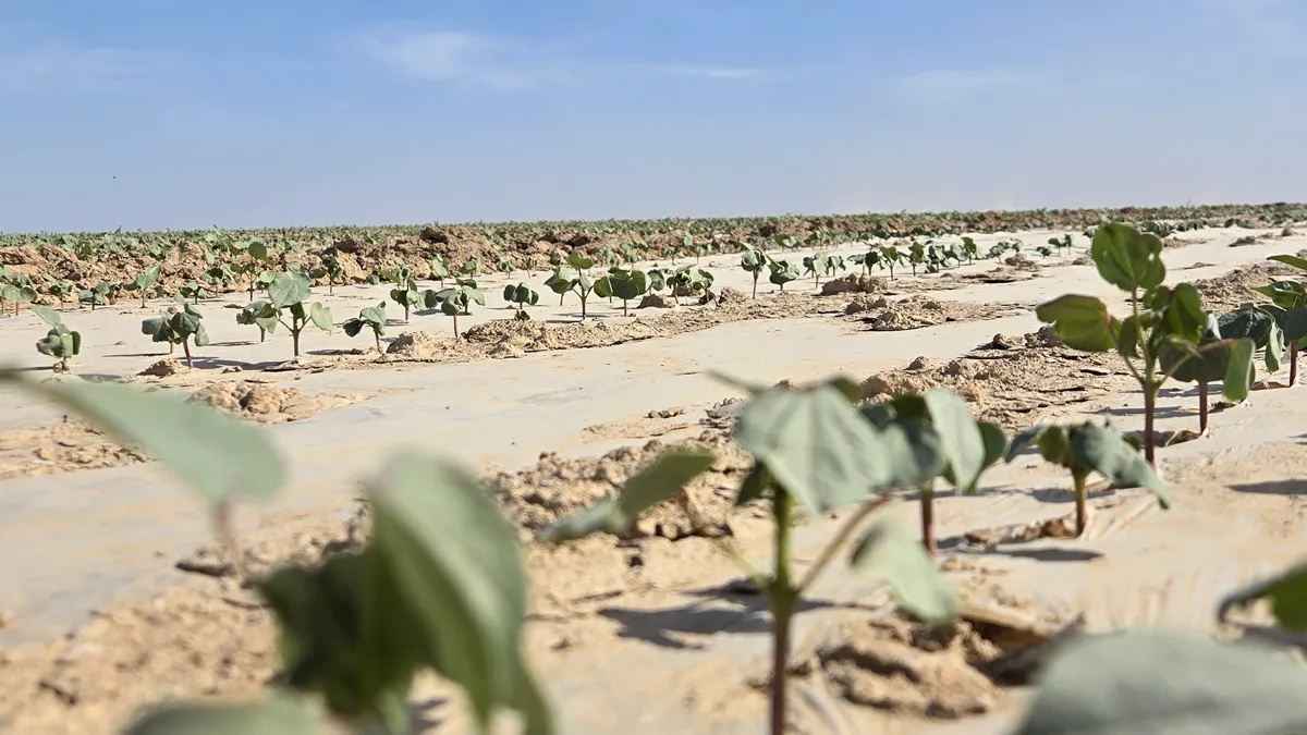 Выращивание хлопка в Туркестанской области
