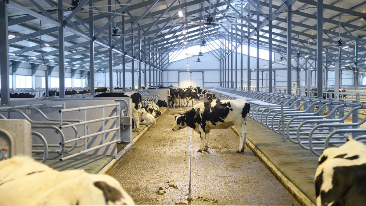 Коровы, молочно-товарная ферма, ВКО