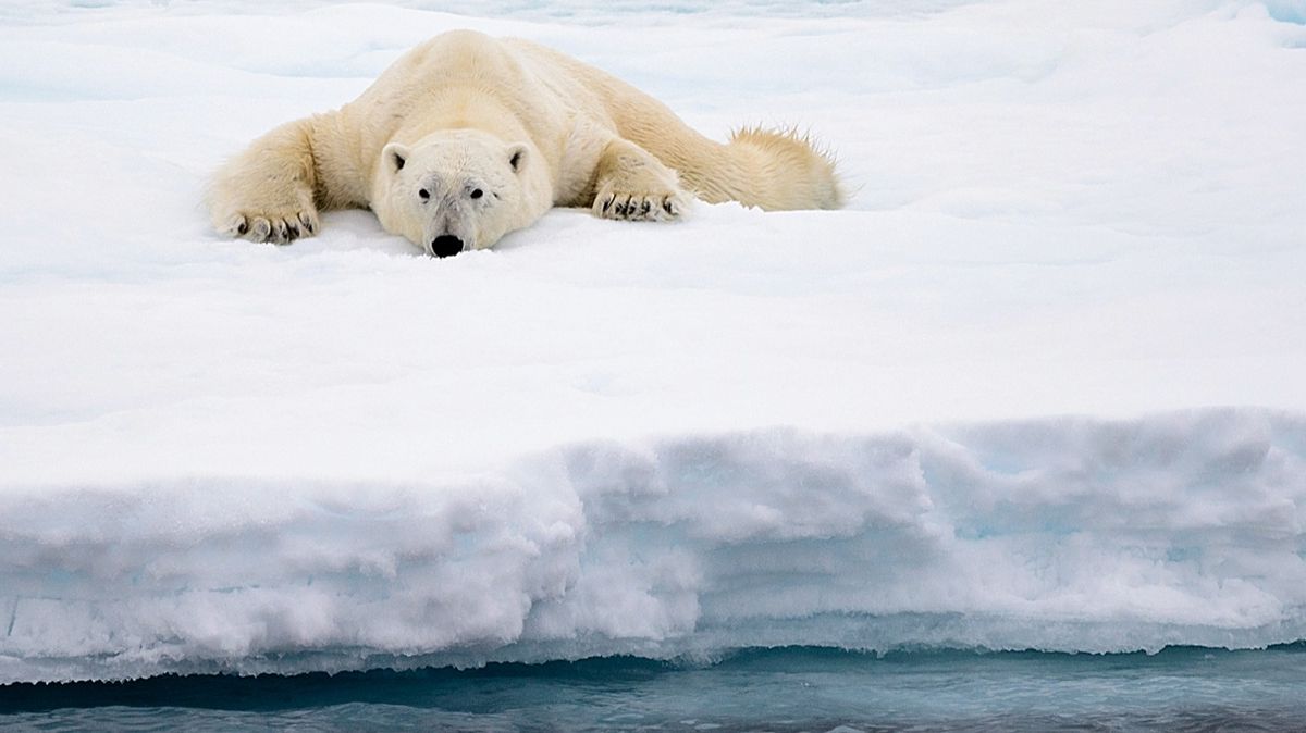 белый медведь, северный полюс, арктика, снег, лед