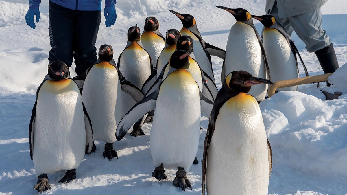 антарктида, пингвины, антарктика, лед, снег, зима