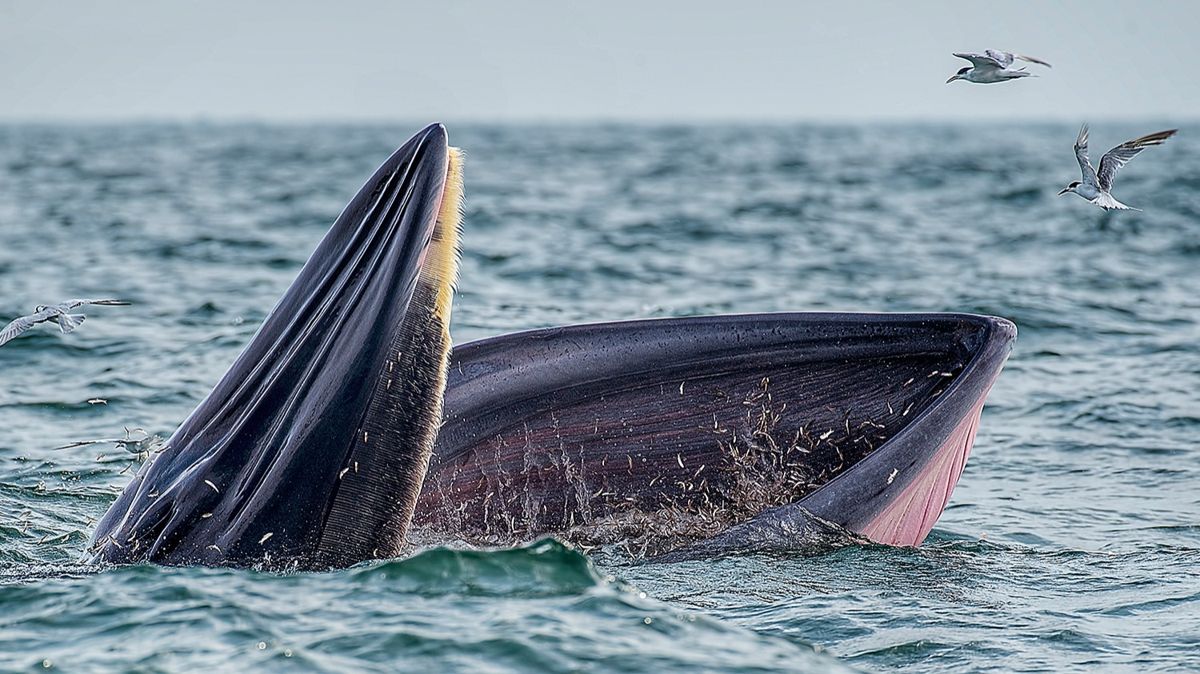 кит, кашалот, море, океан, чайка, планктон, еда