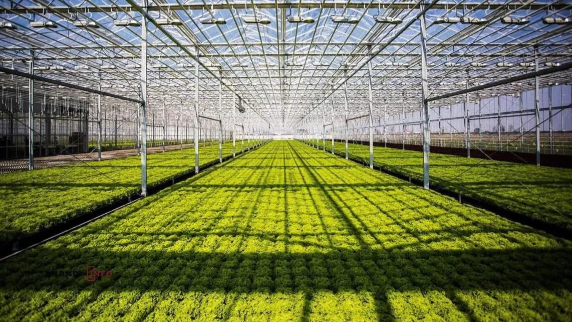 Минсельхоз, теплицы, овощи, 