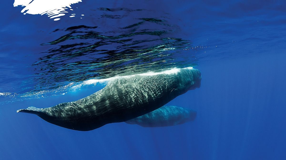 море, кашалот, туризм, фауна, морские животные