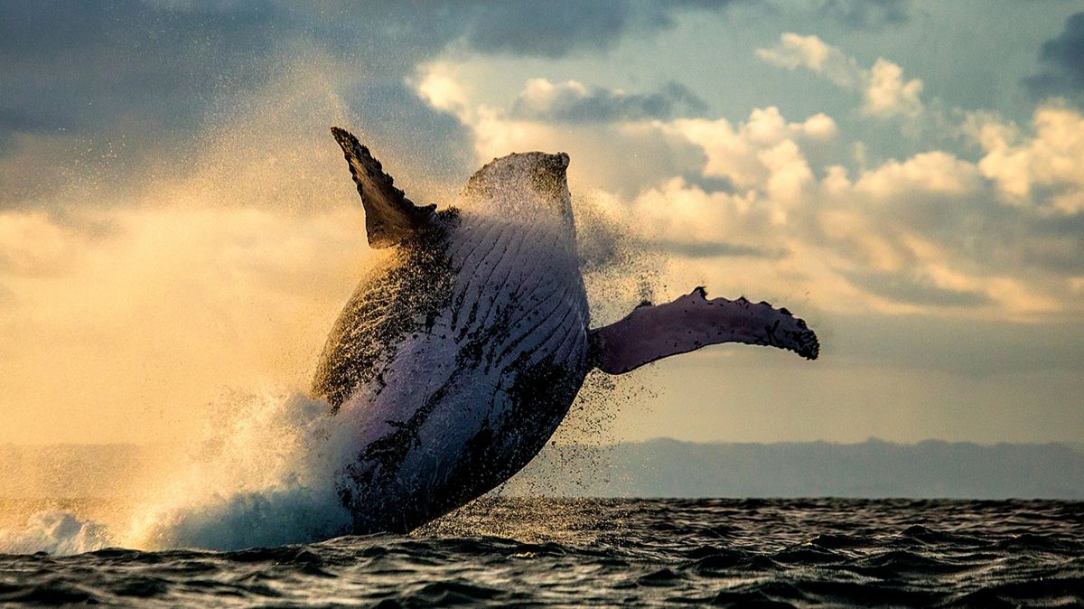 кит, море, кашалот