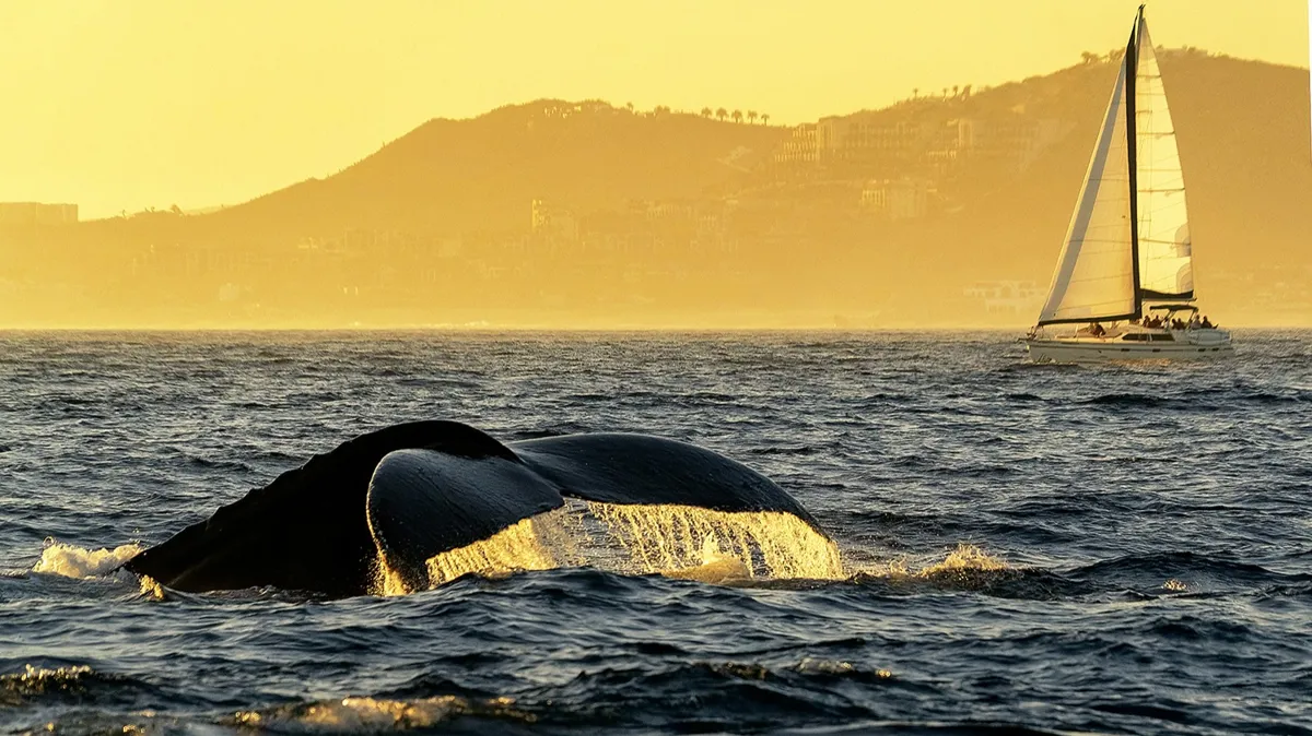 кит, море, парус, яхта, туризм