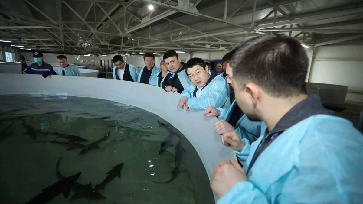 Рыбное хозяйство в Мангистау