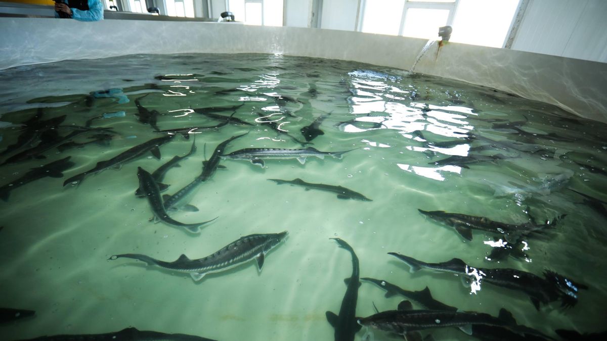 Рыбное хозяйство, Мангистау