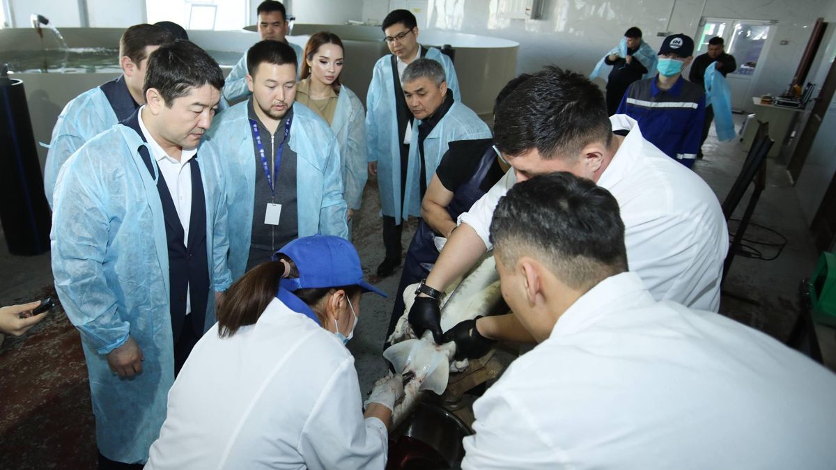 Рыбное хозяйство, Мангистау