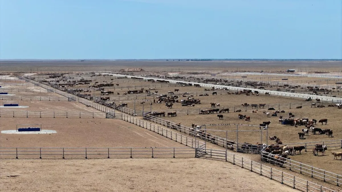 пастбище, скот, КРС, коровы